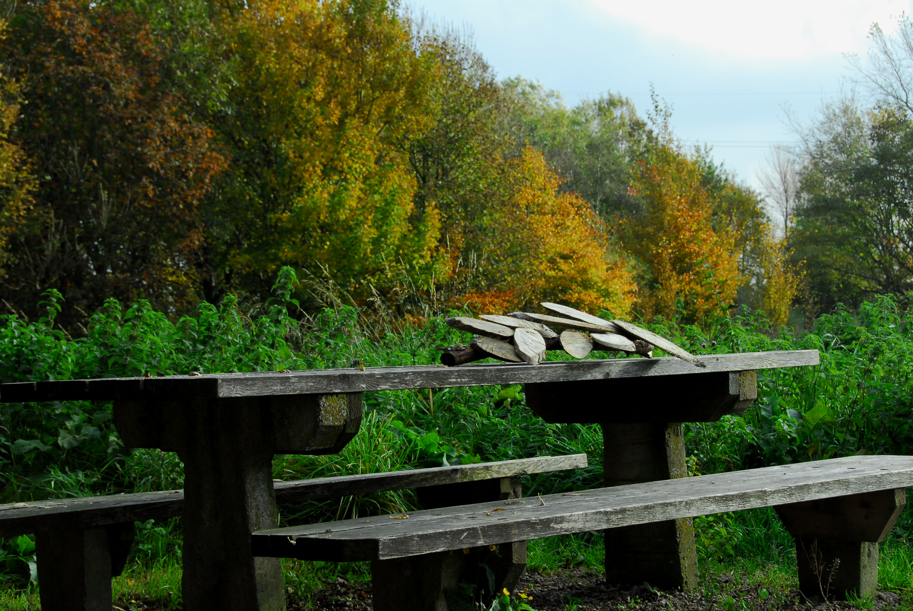 Wooden bench at Wyre Estuary Country Park with autumn trees around it.