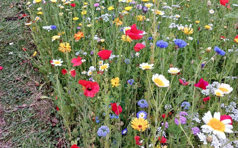 Wildflowers