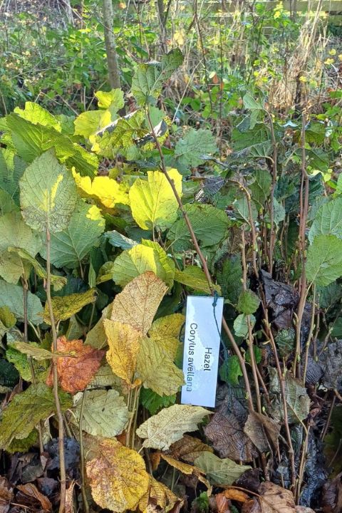 Hazel tree leaves